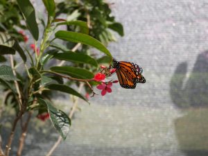 Epcot International Flower and Garden Festival 2018
