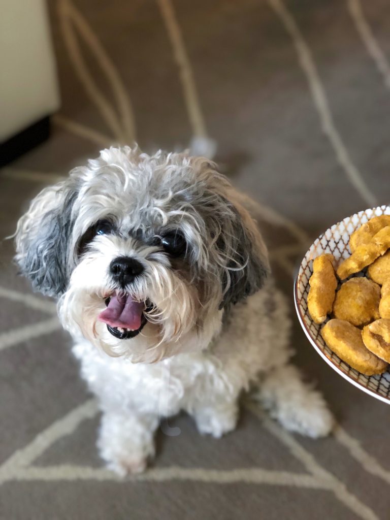Small gray dog with cookies on a white plate