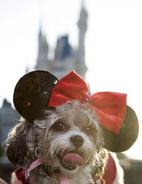 Small dog with minnie mouse ears on