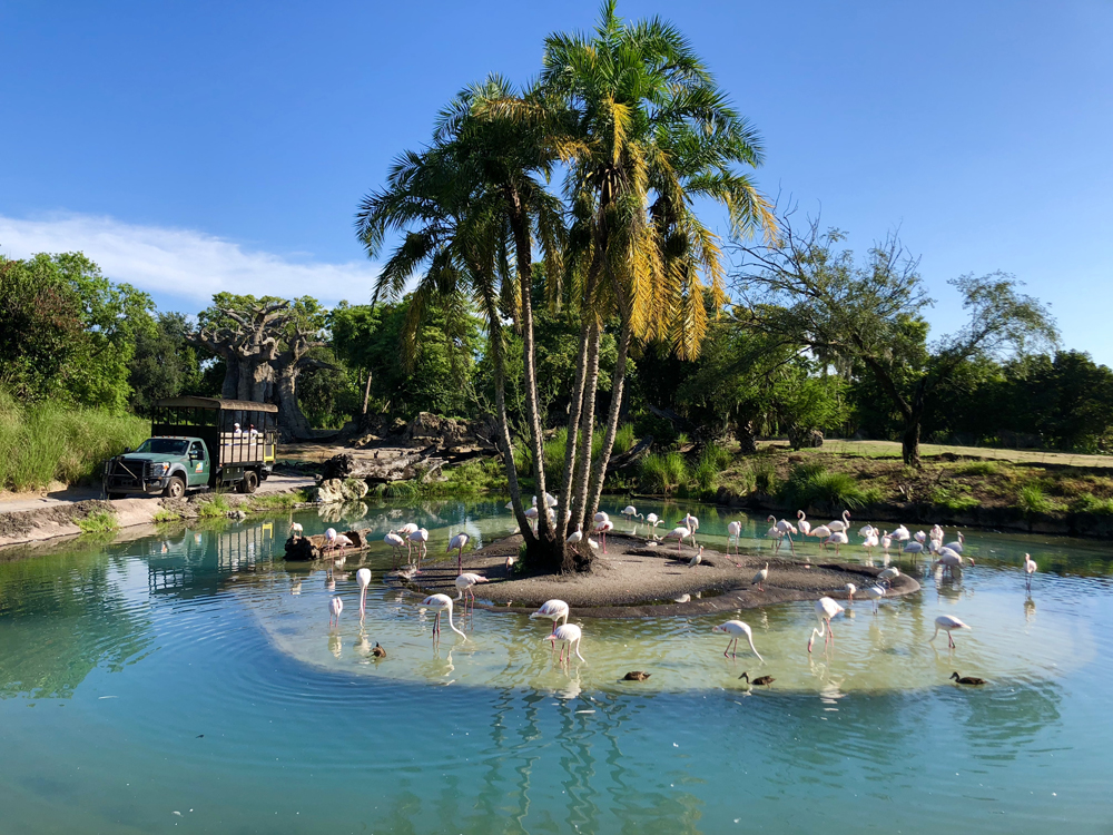 The Lion King Kilimanjaro Safari Flamingos