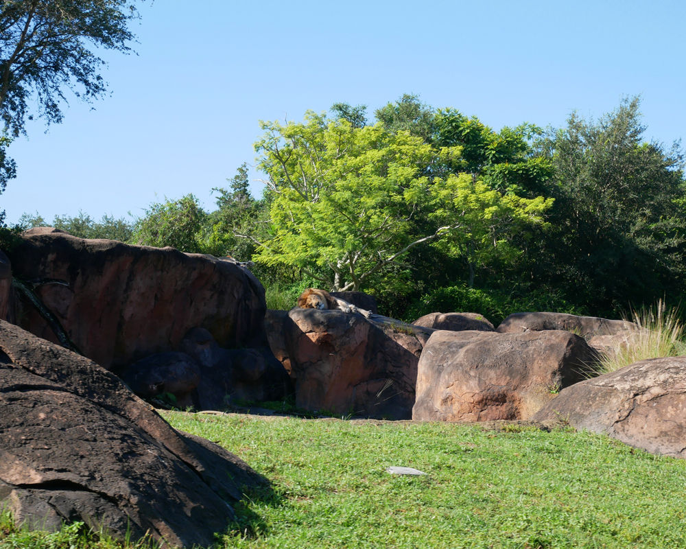 The Lion King Lion Animal Kingdom